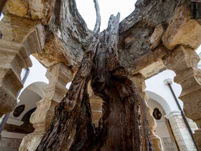 L�Illirico lo rinvenne completamente inaridito tranne che per un frutto che utilizz� per farlo rifiorire. E da allora per 450 anni l�albero diede i suoi agrumi che vennero distribuiti ai fedeli fino alla met� del secolo scorso, quando la pianta secc� definitivamente e ne rimase soltanto il tronco